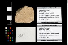 Foto (Objekt + Etikett) von Isopoda indet.  (NHMW-GEO-1990-0041-4714)
